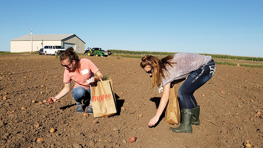 Potato Gleaning Community Service Opportunity